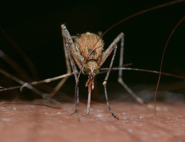 Why Are Gates and Pentagon Releasing GMO Mosquitoes in Florida Keys?
