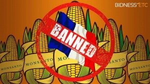 NON majeur aux OGM, par une majorité des Etats de l'UE.