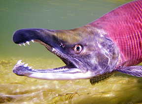 US FDA Lifts Ban on GMO ‘Frankensalmon’