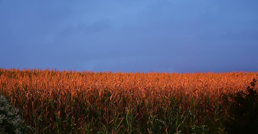 China‘s Growing Agriculture Crisis 