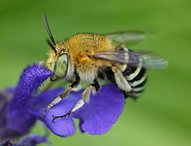 We’re Killing Off Our Vital Insects Too