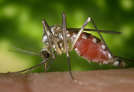 Gene Edited Catastrophe in Brazil  